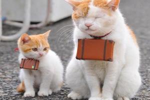 日本伊豆可愛貓旅館，有貓咪客房服務育！