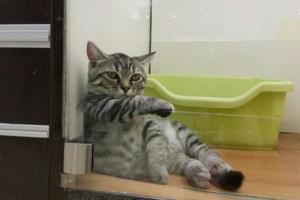 網友去寵物店，發現一隻特霸氣的貓：瞅啥呢，還不快接朕回家！