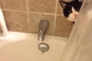 貓咪總喜歡跟你上廁所，是想吃掉你？