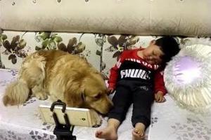 這隻金毛犬替熟睡的小主人蓋被子，卻被網友評：心機汪！