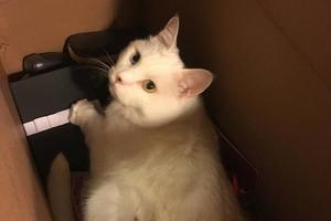 網友收拾東西時發現貓躺在盒子裡，本以為是搞笑，但事實卻讓人~