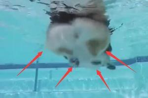 看著柯基狗狗在水裡面游泳 這速度感覺還跟不上海龜！