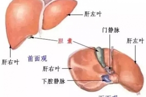 為何「肝癌」一發現就是晚期？你的肝若出現這三種症狀，就恐怖了...絕對要注意！！