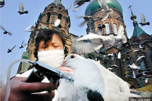哈爾濱大教堂里的一隻鴿子引發了全國攝影金獎烏龍事件
