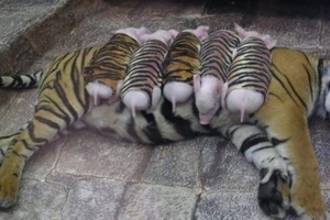 母老虎因喪子傷心欲絕 動物園讓小豬穿上「虎皮」 結果竟…..讓人太意外！