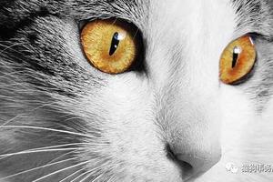 有人說，貓咪的眼睛在黑夜中會發亮？
