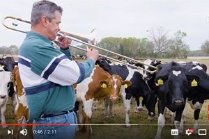 美農場乳牛真好命 主人經常為其演奏音樂