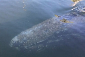 美海岸巨型鯨魚邂逅小船 溫順乖巧「打招呼」