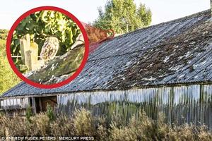 攝影師拍到世界最小貓頭鷹 你能找到嗎?