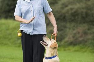 警犬拉布拉多都在用的訓練方法，6招簡單易學！