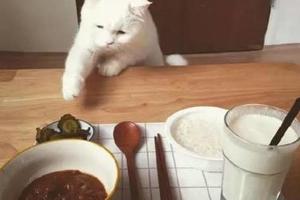 養這麼一隻貪吃貓，你還要把食物留在餐桌上嗎？還不快快呈上~