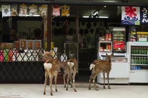 日本奈良，一個視鹿為神的城市，鹿可以隨處遊走於城市