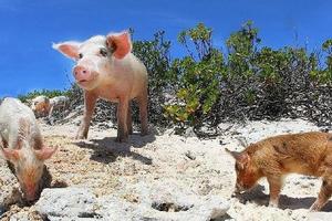 加勒比海上有個豬島，生活著世界上最幸福的豬