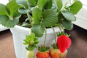 這才是盆栽草莓的正確方法，你不知道嗎？種出的草莓有雞蛋大！
