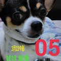 3/23今彩539參考看>>>娃娃報牌