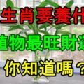 12生肖要養什麼植物最旺財運？你知道嗎？