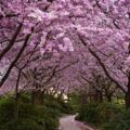 趣味測試：你認為哪一幅櫻花圖最美？測試你會有怎樣的福報