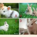 4隻兔兔，你最喜歡哪隻？測你2019交上什麼好運？