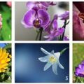 心理測試：選一朵喜歡的花兒，測試你與生俱來的性格是什麼？