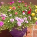 在一個花盆裡種出五顏六色的太陽花，只需要採集一點種子就夠了