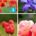 心理測驗：10朵花選一朵，看透你的性格