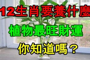 12生肖要養什麼植物最旺財運？你知道嗎？