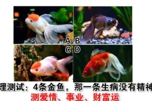 心理測試：4條金魚，那一條生病沒有精神？測愛情、事業、財富運