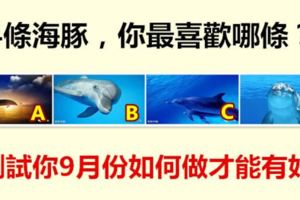 4條海豚，你最喜歡哪條？測試你9月份如何做才能有好