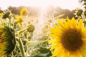 心理學測試：你覺得哪一朵向日葵最有活力？測一測十月份會有什麼