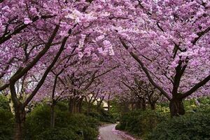 趣味測試：你認為哪一幅櫻花圖最美？測試你會有怎樣的福報