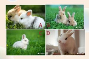 4隻兔兔，你最喜歡哪隻？測你2019交上什麼好運？