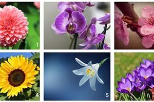 心理測試：選一朵喜歡的花兒，測試你與生俱來的性格是什麼？