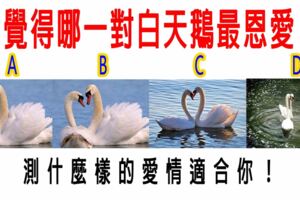 心理測試：覺得哪一對白天鵝最恩愛？測什麼樣的愛情適合你！