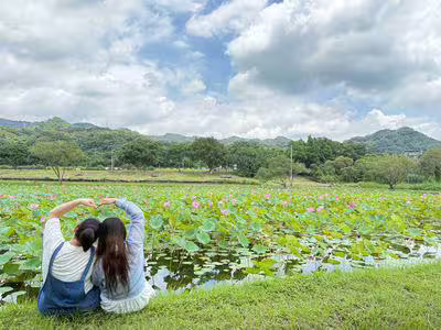 新北秘境「山佳荷花池」美到8月　順遊沐心池超忘憂