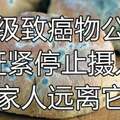 「一級致癌物」被揪出，世衛組織呼籲：建議停止食用，別太大意