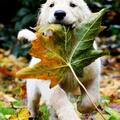 其實狗狗自己找「葉子」吃，是想跟你說這幾件事