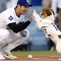 MLB》大谷翔平兼職童書作家 愛犬Decoy主演冒險故事