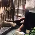 女童餵食獅子　險被抓腿拖入籠！園方回應了
