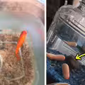 他把家裡金魚「換成2根紅蘿蔔」　妹妹養4天結局超扯