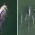 海豚媽背亡子漂流6天！不願離開「族群也陪伴」　專家揭原因全說了