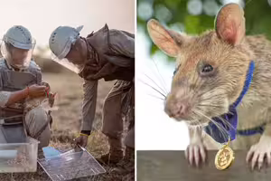 英雄鼠「5年掃除上百地雷」　拯救戰地220萬人命