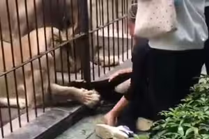 女童餵食獅子　險被抓腿拖入籠！園方回應了