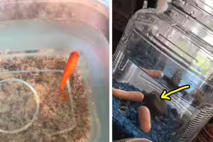 他把家裡金魚「換成2根紅蘿蔔」　妹妹養4天結局超扯