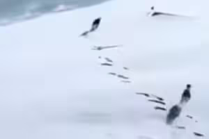 影／遭2獵犬圍捕　小野兔狂奔逃命！驚險瞬間無人機全錄下