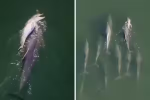 海豚媽背亡子漂流6天!不願離開「族群也陪伴」 專家揭原因全說了 海豚媽背亡子漂流6天!不願離開「族群也陪伴」 專家揭原因全說了