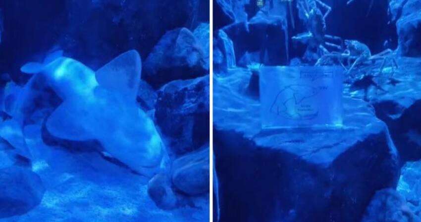 海生館鯊魚「翻肚靜躺角落」　遊客抬頭細看「水中告示牌」眼淚縮回去