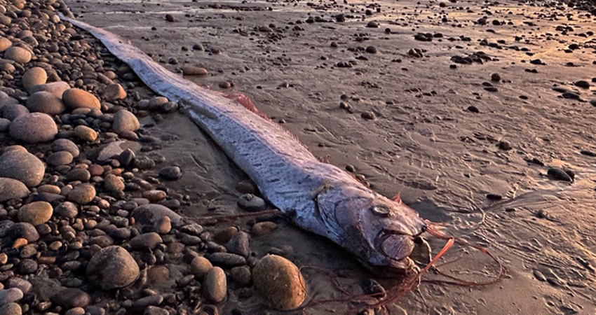 要出大事了？海灘驚現「3公尺地震魚」　3個月內已第2條
