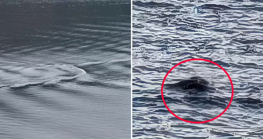 2025年「尼斯湖水怪」又現身？研究室測水質揭真實身分