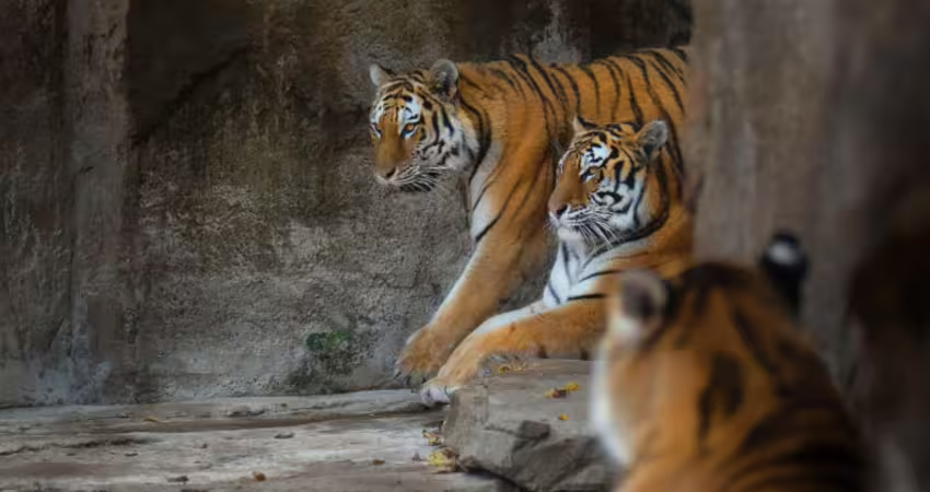 闖入動物園圍欄！男子遭3老虎活活咬死　遺體破碎無法辨識
