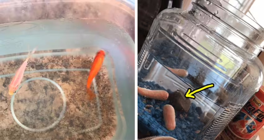 他把家裡金魚「換成2根紅蘿蔔」　妹妹養4天結局超扯